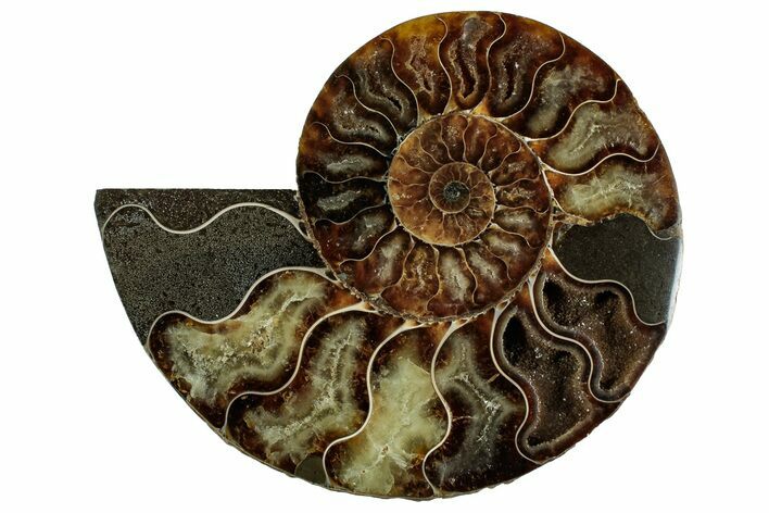 Cut & Polished Ammonite Fossil (Half) - Madagascar #329161